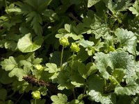 Adoxa moschatellina 9, Muskuskruid, Saxifraga-Jan van der Straaten