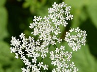 Aegopodium podagraria 16, Zevenblad, Saxifraga-Sonja Bouwman