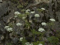 Aegopodium podagraria 1, Zevenblad, Saxifraga-Jan van der Straaten