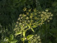 Aegopodium podagraria 13, Zevenblad, Saxifraga-Jan van der Straaten