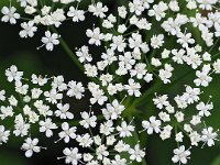 Aegopodium podagraria 15, Zevenblad, Saxifraga-Mark Zekhuis