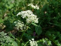 Aegopodium podagraria 3, Zevenblad, Saxifraga-Jan van der Straaten