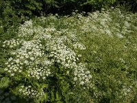 Aegopodium podagraria 5, Zevenblad, Saxifraga-Jan van der Straaten