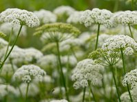 Aegopodium podagraria 7, Zevenblad, Saxifraga-Rudmer Zwerver