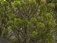 Aeonium arboreum 5, Saxifraga-Willem van Kruijsbergen