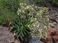 Aeonium urbicum 2, Saxifraga-Ed Stikvoort
