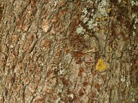 Aesculus hippocastanum, Horse-chestnut