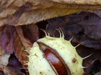 Horse-chestnut on autumn leaves  Aesculus hippocastanum : Aesculus hippocastanum, autumn, autumnal, chestnut, conker, horse chestnut, leaf, leaves, natural, nature, ripe, ripeningshell, seed, split, splitting