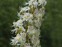 Aesculus hippocastanum 6, Witte paardenkastanje, Saxifraga-Jan van der Straaten