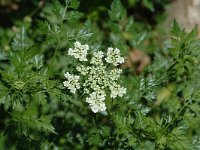 Aethusa cynapium 1, Hondspeterselie, Saxifraga-Jan van der Straaten