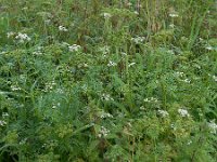 Aethusa cynapium 10, Hondspeterselie, Saxifraga-Ed Stikvoort