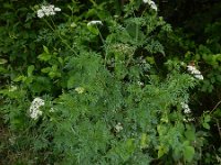 Aethusa cynapium 11, Hondspeterselie, Saxifraga-Ed Stikvoort