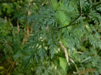 Aethusa cynapium 12, Hondspeterselie, Saxifraga-Ed Stikvoort