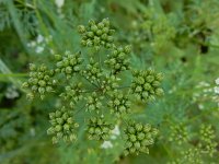 Aethusa cynapium 13, Hondspeterselie, Saxifraga-Ed Stikvoort