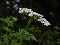 Aethusa cynapium 14, Hondspeterselie, Saxifraga-Ed Stikvoort