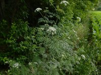 Aethusa cynapium 15, Hondspeterselie, Saxifraga-Ed Stikvoort