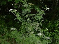 Aethusa cynapium 16, Hondspeterselie, Saxifraga-Ed Stikvoort