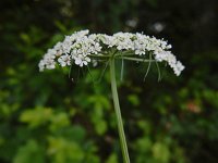 Aethusa cynapium 17, Hondspeterselie, Saxifraga-Ed Stikvoort