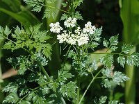 Aethusa cynapium 2, Hondspeterselie, Saxifraga-Jan van der Straaten