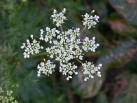 Aethusa cynapium 3, Hondspeterselie, Saxifraga-Peter Meininger