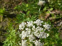 Aethusa cynapium 4, Hondspeterselie, Saxifraga-Rutger Barendse