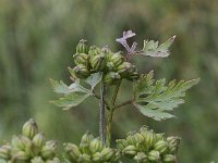 Aethusa cynapium 5, Hondspeterselie, Saxifraga-Peter Meininger