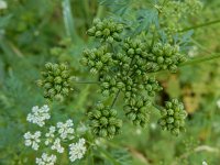 Aethusa cynapium 8, Hondspeterselie, Saxifraga-Ed Stikvoort