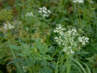 Aethusa cynapium 9, Hondspeterselie, Saxifraga-Ed Stikvoort