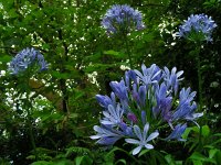 Agapanthus praecox 5, Blauwe tuberoos, Saxifraga-Ed Stikvoort