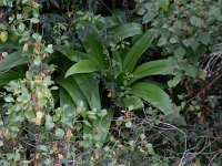 Agapanthus praecox 6, Saxifraga-Rutger Barendse