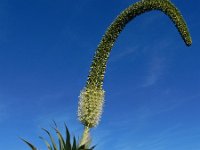 Agave attenuata 5, Saxifraga-Ed Stikvoort