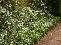 Ageratina riparia 2, Saxifraga-Hans Grotenhuis
