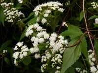 Ageratina riparia; La Palma, Los Tilos; 2014, maart3