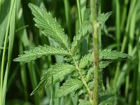 Agrimonia eupatoria 32, Gewone agrimonie, Saxifraga-Sonja Bouwman