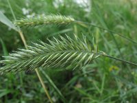 Agropyron cristatum 2, Kamdragende tarwe, Saxifraga-Rutger Barendse