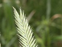 Agropyron cristatum 3, Kamdragende tarwe, Saxifraga-Rutger Barendse