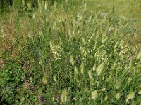 Agropyron cristatum 5, Kamdragende tarwe, Saxifraga-Ed Stikvoort