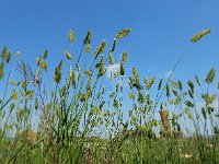 Agropyron cristatum 7, Kamdragende tarwe, Saxifraga-Ed Stikvoort