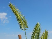 Agropyron cristatum 8, Kamdragende tarwe, Saxifraga-Ed Stikvoort