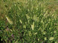 Agropyron cristatum 9, Kamdragende tarwe, Saxifraga-Ed Stikvoort