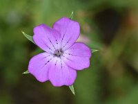 Agrostemma githago 48, Bolderik, Saxifraga-Luuk Vermeer