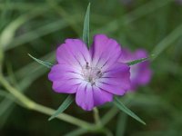 Agrostemma githago 1, Bolderik, Saxifraga-Willem van Kruijsbergen