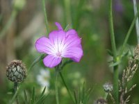 Agrostemma githago 10, Bolderik, Saxifraga-Jasenka Topic