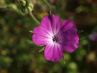 Agrostemma githago 11, Bolderik, Saxifraga-Hans Dekker