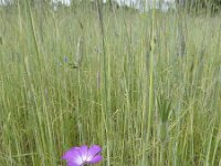 Agrostemma githago 12, Bolderik, Saxifraga-Rob Felix : Plantae, Plants, planten