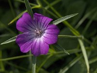 Agrostemma githago 14, Bolderik, Saxifraga-Jan van der Straaten