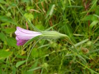 Agrostemma githago 16, Bolderik, Saxifraga-Rutger Barendse