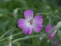 Agrostemma githago 2, Bolderik, Saxifraga-Willem van Kruijsbergen