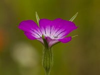 Bolderik  Bolderik - Agrostemma githago