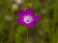 Bolderik  Bolderik - Agrostemma githago